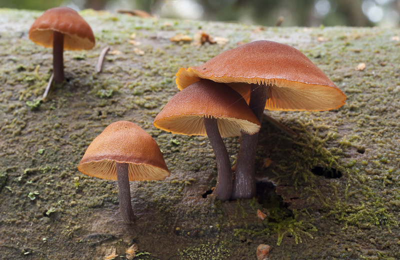 Gymnopilus picreus